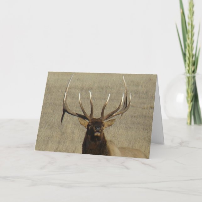 E29 Bull Elk Head Card (Front)