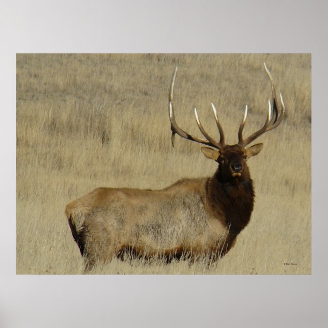 E30 Bull Elk Big Bull Poster (Front)