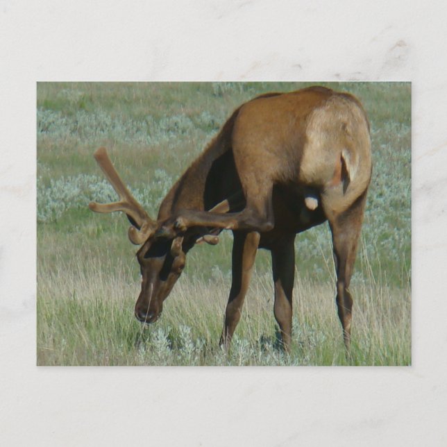 E32 Bull Elk in Velvet Scratching Postcard (Front)
