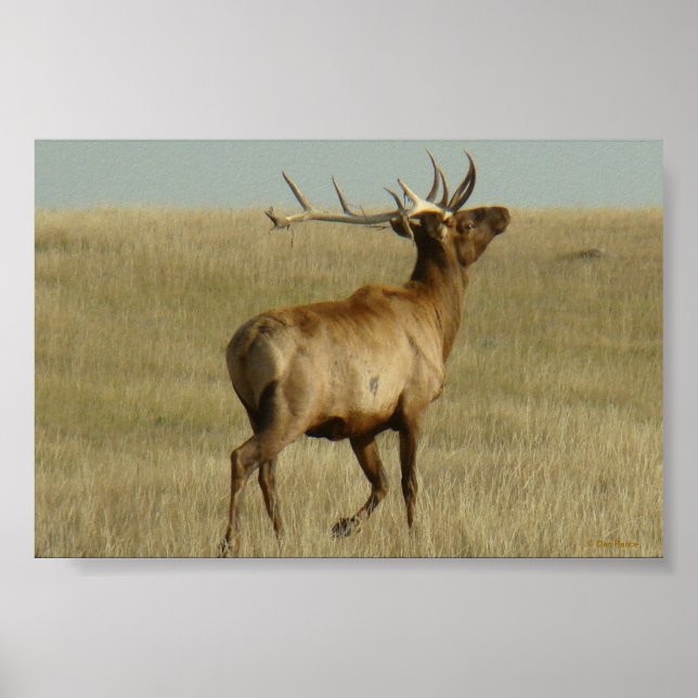 E35 Bull Elk Grass in Horns Poster (Front)