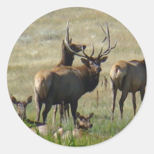 E36 Bull Elk and Cows Classic Round Sticker