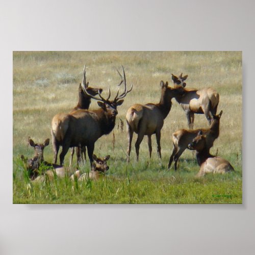 E36 Bull Elk and Cows Poster