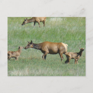 E3 Cow Elk and Calves Postcard