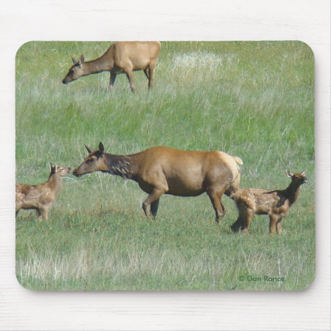 E3 Cow Elk and Young Mouse Pad (Front)