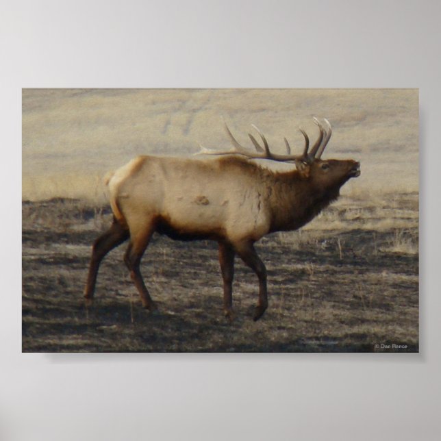 E40 Bull Elk Bugler Poster (Front)