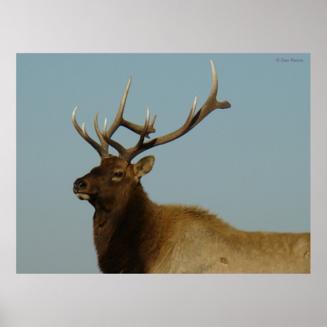 E42 Young Bull Elk Poster (Front)