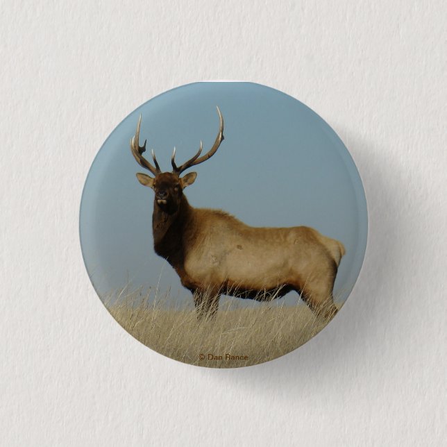 E43 Young Bull Elk Pinback Button (Front)