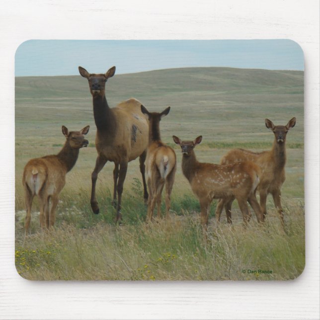 E44 Cow Elk and Calves Mouse Pad (Front)
