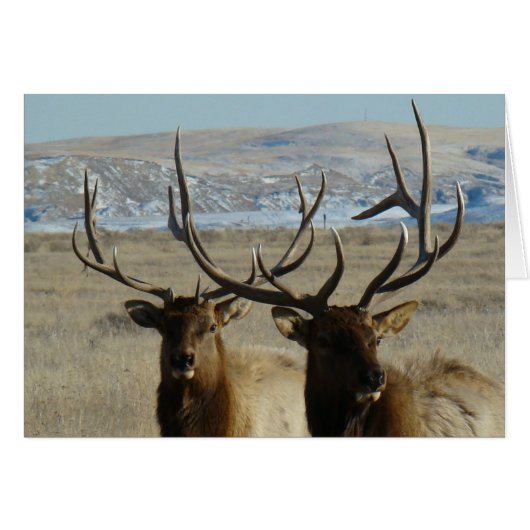 E45 Bull Elk Heads Cards (Front Horizontal)