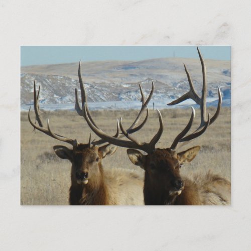 E45 Bull Elk Heads Postcard