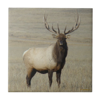 E46 Bull Elk Big Bull Tile