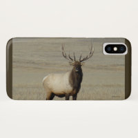 E46 Bull Elk