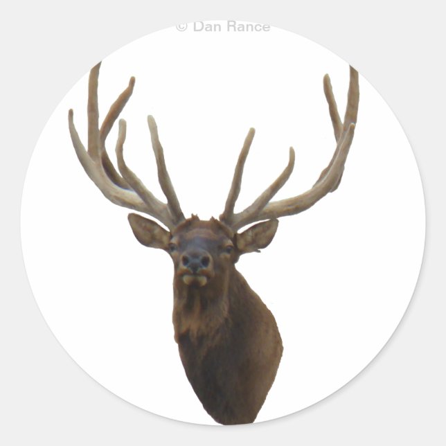 E48 Bull Elk Head in Velvet Classic Round Sticker (Front)