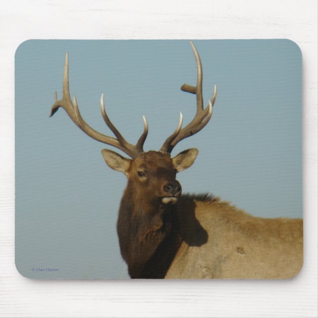 E49 Bull Elk Head and Shoulders Mouse Pad (Front)
