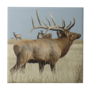 E4 Bull Elk Big Bull Tile