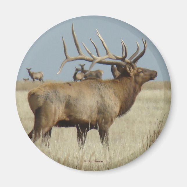 E4 Bull Elk Herd Master Magnet (Front)