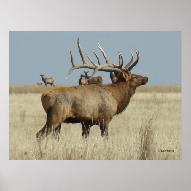E4 Bull Elk Herd Master Poster (Front)