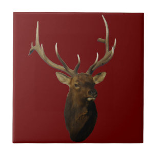 E51 Bull Elk Head Shot Tile