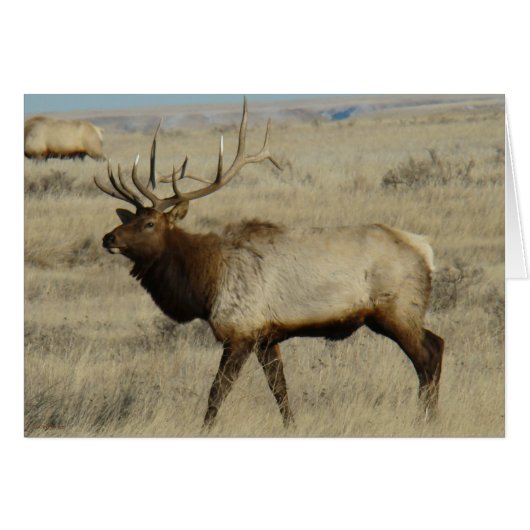E55 Bull Elk Cards (Front Horizontal)