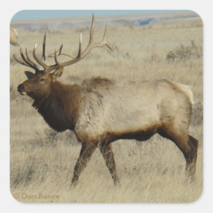 E55 Bull Elk Square Sticker