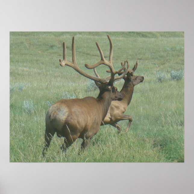 E56 Bull Elk in Velvet Poster (Front)