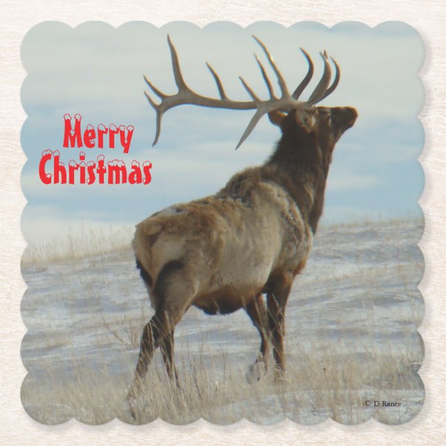 E58 Big Bull Elk Lucky 13 Coaster (Front)