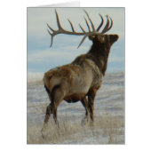 E58 Bull Elk Lucky 13 Bull (Front)