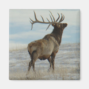 E58 Bull Elk Lucky 13 Bull Magnet