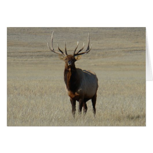 E59 Bull Elk Cards (Front Horizontal)