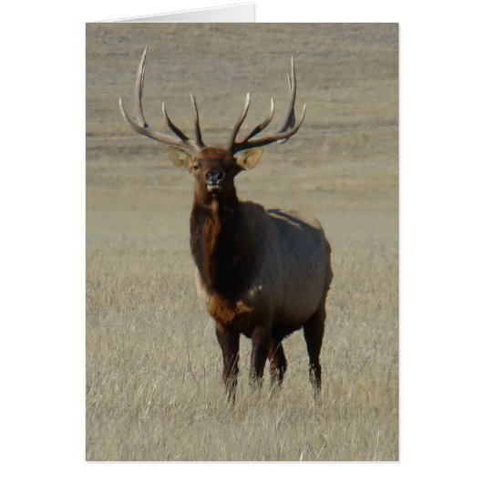 E59 Bull Elk Cards (Front)