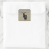 E59 Bull Elk Huge Bull Square Sticker (Bag)