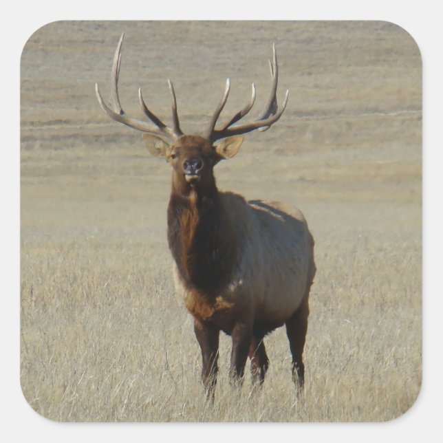 E59 Bull Elk Huge Bull Square Sticker (Front)