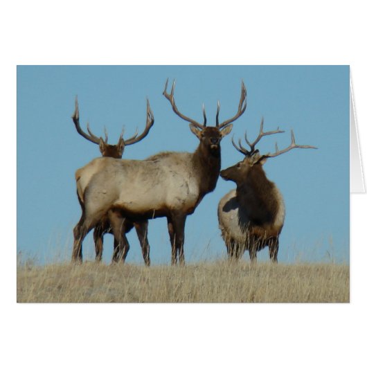E60 Bull Elk Sky Lined Cards (Front Horizontal)