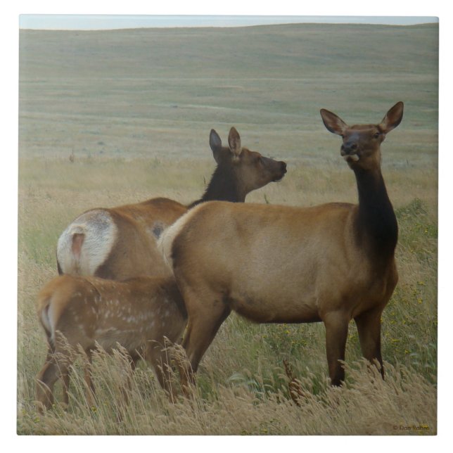 E61 Cow Elk and Calf Ceramic Tile (Front)