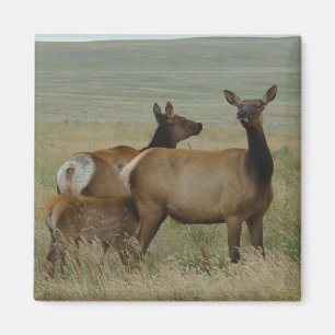 E61 Cow Elk and Calf Magnet