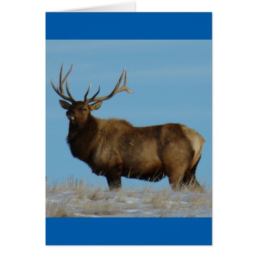 E62 Bull Elk Sky Lined Cards (Front)
