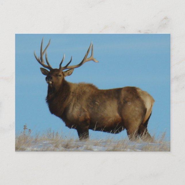 E62 Bull Elk Sky Lined Postcard (Front)