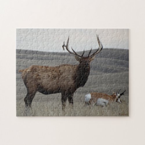 E63 Bull Elk and Pronghorn Antelope Jigsaw Puzzle