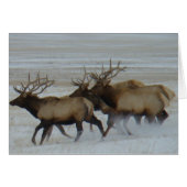E64 Bull Elk Running (Front Horizontal)