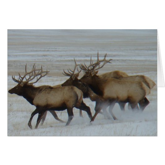 E64 Bull Elk Running Cards (Front Horizontal)