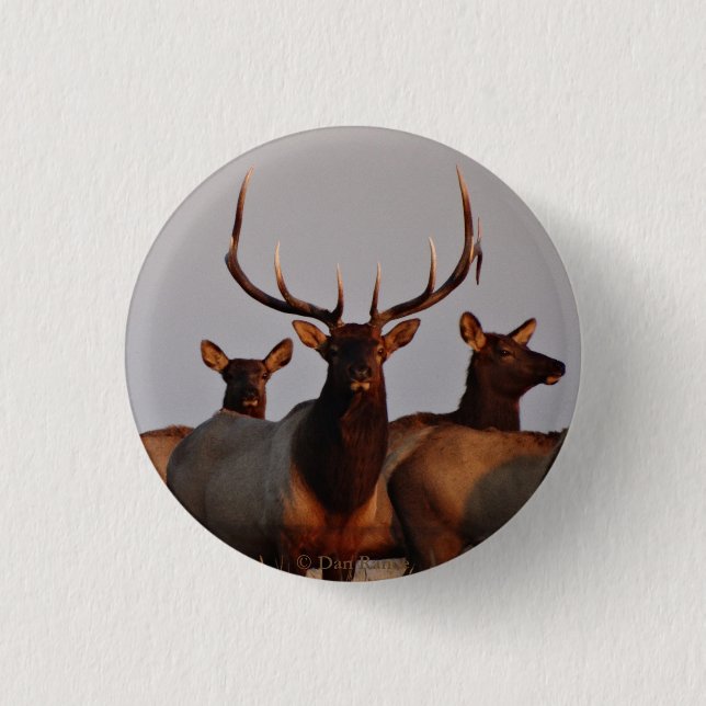 E66 Bull Elk and Cows Button (Front)
