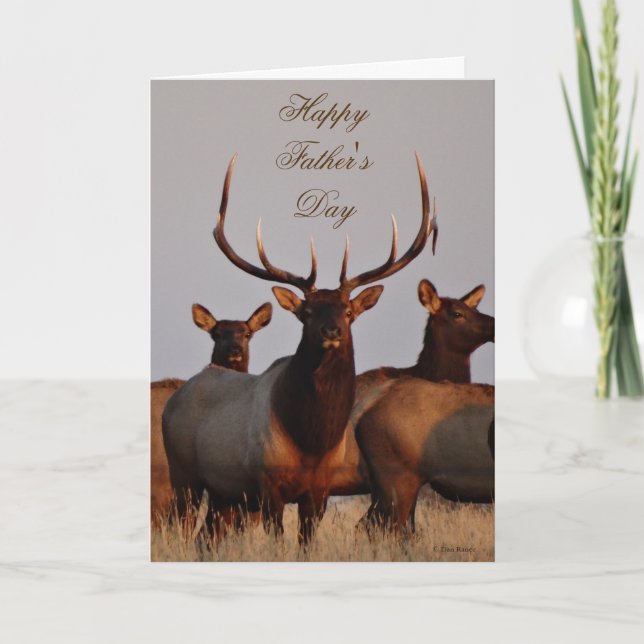 E66 Bull Elk and Cows Holiday Card (Front)