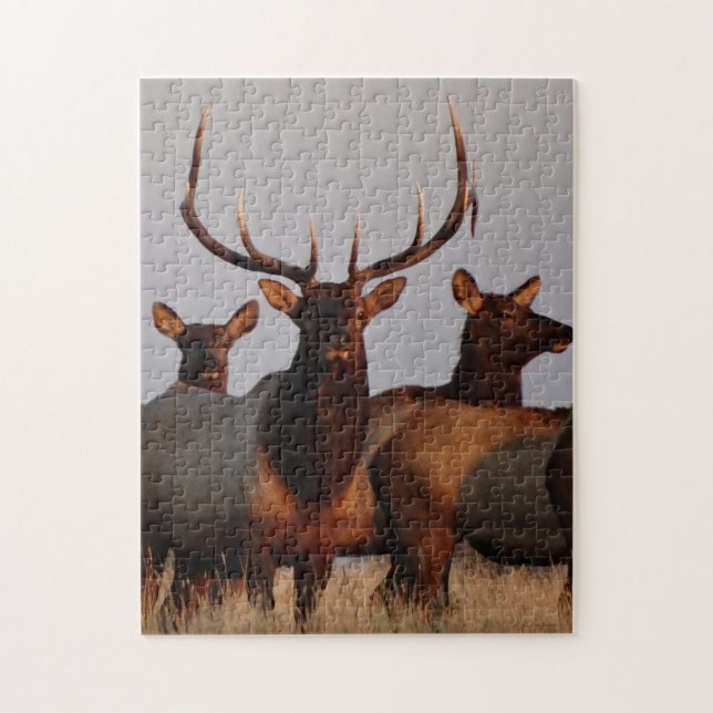 E66 Bull Elk and Cows Jigsaw Puzzle (Vertical)