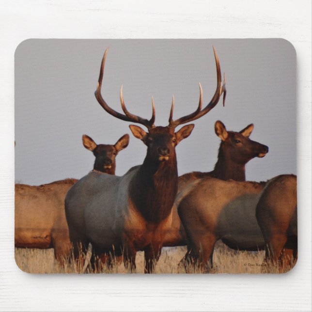 E66 Bull Elk and Cows Mouse Pad (Front)