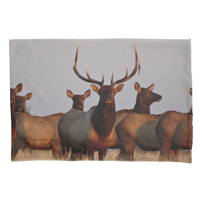 E66 Bull Elk and Cows Pillow Case (Front)