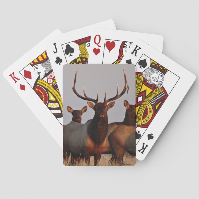E66 Bull Elk and Cows Poker Cards (Back)