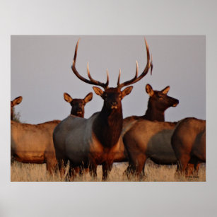 E66 Bull Elk and Cows Poster