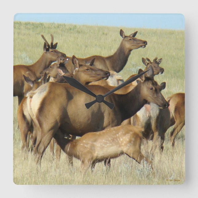 E7 Cow and Calf Elk Feeding Square Wall Clock (Front)