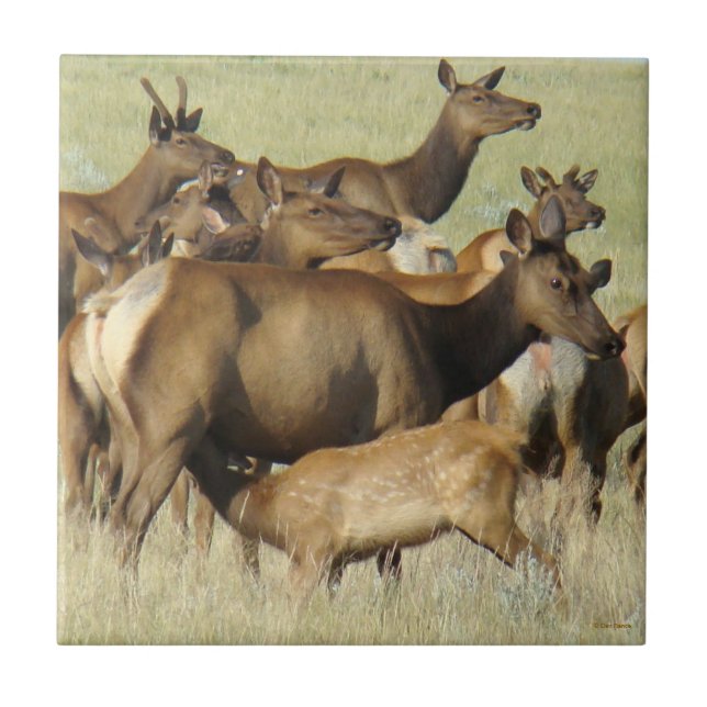 E7 Cow Feeding Calf Elk Tile (Front)