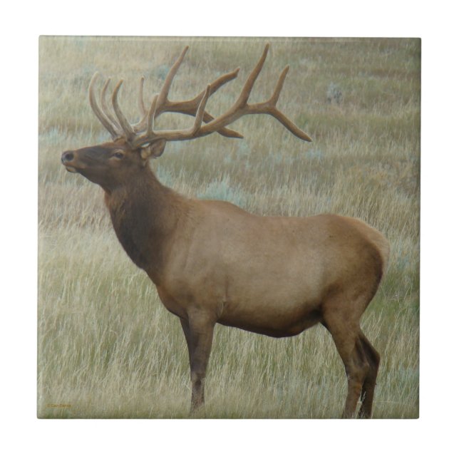 E8 Bull Elk In Velvet Ceramic Tile (Front)